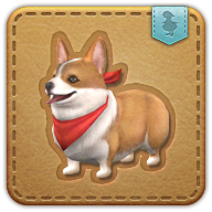 corgi