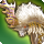 Ixion