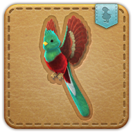 quetzal