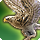 round lanner