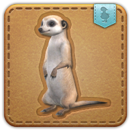 meerkat