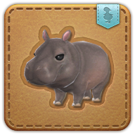 hippo calf